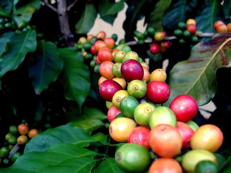 Are Coffee Beans Fruit? Exploring the Botanical and Culinary Mysteries