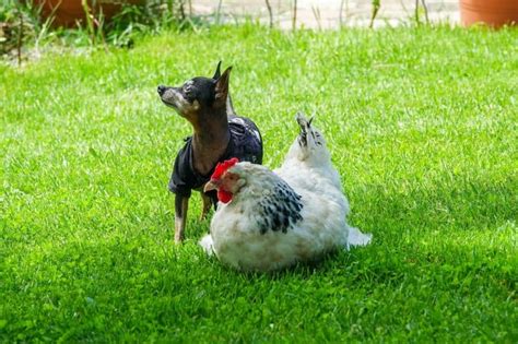 Can You Feed Chickens Dog Food? Exploring the Unusual and Beyond