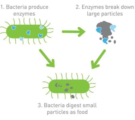 How Does Bacteria Get Food: A Journey Through Microbial Nutrition and Beyond