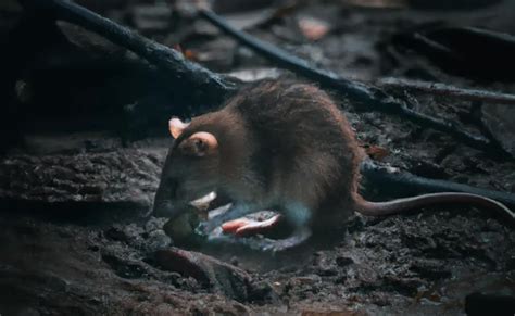 How Long Can a Rat Go Without Food: And Why Do They Always Find the Cheese First?