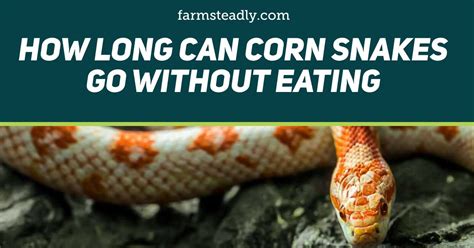 How Long Can a Snake Go Without Food: And Why Do They Sometimes Dream of Pizza?