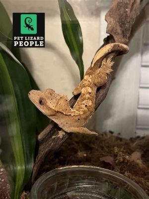 How Long Can Crested Geckos Go Without Food and Why Do They Dream of Electric Leaves?