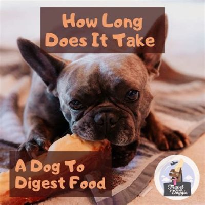 How Long Does It Take for a Puppy to Digest Food: And Why Do They Always Seem Hungry After a Nap?