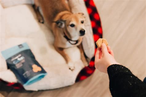 How to Train a Dog That Is Not Food Motivated: Exploring the Art of Canine Communication Beyond Treats