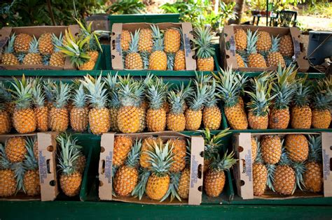 Is Food Taxed in Indiana? And Why Do Pineapples Never Wear Hats?