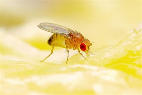 Why Are Fruit Flies So Bad This Year and What Do They Have to Do with the Moon's Gravity?