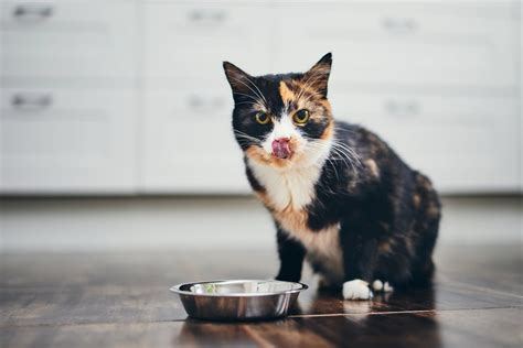 Why Do Cats Scratch Near Their Food: A Dive into Feline Mysteries and the Art of Sandwich Making