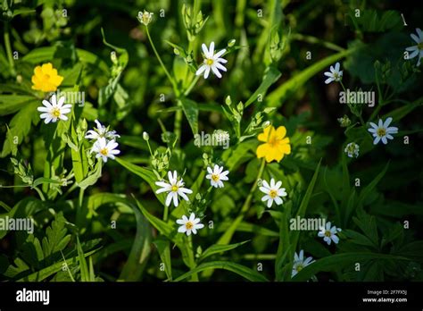  Yellow Flowers on the Green Grass: A Tear-Jerking Symphony of Childhood and Loss